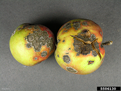 Figure 5. Apple fruits which are distorted from apple scab infection. (Courtesy W. E. MacHardy)