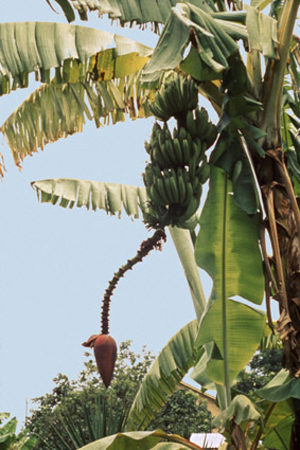Figure 2. A banana plant. Arising from the pseudostem is a raceme bearing the female flowers at the tips of the parthenocarpic f