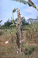 Figura 9. Una planta de banano que ha perdido todas sus hojas por el daño de la Sigatoka negra. (Cortesía de H.D. Thurston) 