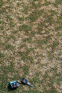 Figure 5. Individual dollar spots are more distinct on turf that is mowed at heights of roughly 8 mm (< 1 inch) as on this creeping bentgrass (Agrostis palustris).Note how spots have coalesced in this photo.When this type of situation occurs, dollar spot can become difficult to distinguish from diseases such as Pythium blight.(Courtesy P. Vincelli) 