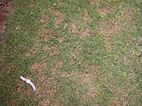 Figure 7. Dollar spot in bermudagrass (Cynodon dactylon) mowed at a height of 2.5 cm (1 inch). Note that spots are irregular and less distinct at this mowing height. (Courtesy L.L. Burpee)