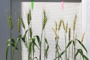 Figure 19. Under laboratory conditions highly conducive for FHB, the biocontrol bacterium, Bacillus subtilis, reduces fungal growth in treated plants (left) as compared to untreated plants (right). (Courtesy D. Schmale III)