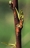 Figure 2. Nodal infection of one-year-old peach stem. This infection occurred at the leaf scar in the previous autumn and became visible the following spring. Most of these infections are caused by Leucostoma cinctum. (Used by permission Alan L. Jones).