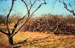Figure 17. General damage from Leucostoma canker showing the large amount of dead wood that is removed from severely diseased orchard blocks. (Used by permission Alan R. Biggs). 