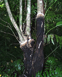 Mycelial crust of Phellinus noxius growing on a multi-stemmed tree in the rainforest. (Courtesy F. Brooks)
