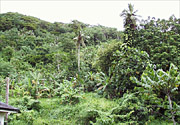 Figure 20. Partially cleared hillside planted in coconut, banana and breadfruit. (Courtesy F. Brooks)