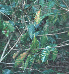 Figure 7. The infected leaves drop prematurely, leaving long expanses of twig devoid of leaves. (Used by permission from H.D. Thurston)