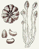 Figure 8. Urediniospores of Hemileia characteristically are kidney-shaped with spines on the convex surface. (From Berkeley’s original drawing and report in the Gardeners’ Chronicle, 1869). Note: A scanned image of the full page from the November, 1869, Gardeners’ Chronicle in which Rev. M.J. Berleley published the first description of Hemileia vastatrix is available by clicking here.