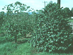 Figure 12. Susceptible Coffea arabica on the left; a resistant hybrid with C. canephora on the right. (Used by permission from H.D. Thurston)