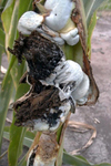 Figure 3. Galls of common smut, Ustilago maydis, on a corn stalk. (Courtesy J.K. Pataky)