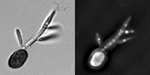 Figure 14. Teliospores germinate, form a septate promycelium, undergo meiosis, and form haploid sporidia that usually are uninucleate. The image on the right is stained with DAPI and Calcofluor, so nuclei and septa are visible. (Courtesy K.M. Snetselaar)