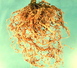 Figure 8. Tomato infected with Meloidogyne (the root-knot nematode)