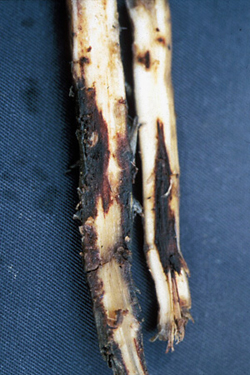 Figure 13. Lesions on banana roots caused by Radopholus, the burrowing nematode. 