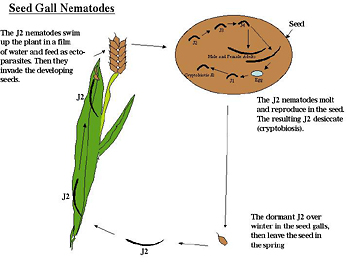 Figure 20. Life cycle of Anguina, the seed gall nematode.