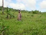 Figure 15. This field was planted with banana suckers infected by R. similis. Three years later, most of the plants were dead an