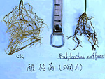 Figure 5. Healthy vs. lesion nematode-infected coffee roots systems. (Courtesy C. S. Huang, NemaPix)