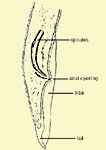 Figure 10. Illustration of the tail region of an adult male lesion nematode. (Courtesy R. Fortuner)