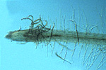 Figure 12. Attraction of lesion nematodes near the root hair zone. (Courtesy U. Zunke, NemaPix)