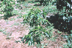 Figure 20. Pratylenchus coffeae damage to coffee trees. (Courtesy R. Lopez-Chavez, NemaPix)