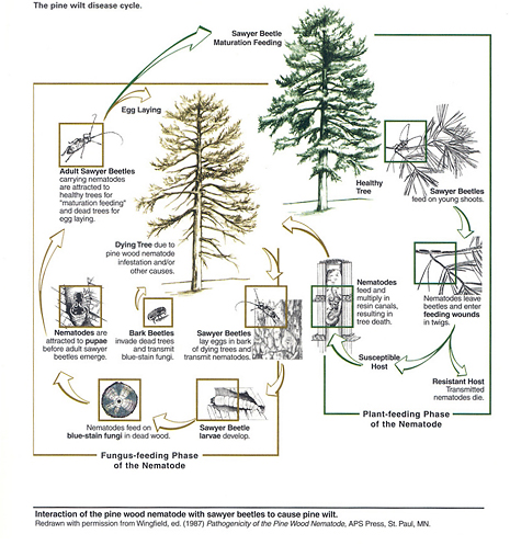 Figure 8. Life cycle of pine wilt disease illustrating propagative and dispersal stages of disease (Redrawn by permission from Wingfield, ed. (1987) Pathogenicity of the Pine Wood Nematode, APS Press, St. Paul, MN. (Courtesy N. Upchurch) 