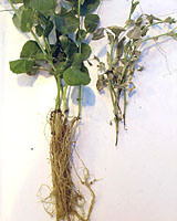 Figure 2. Pea plants showing symptoms of Aphanomyces root rot. Left : non-inoculated; Right: inoculated (T.J. Hughes)
