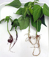 Figure 3. Bean plants showing symptoms of Aphanomyces root rot. Left: inoculated; Right: non-inoculated. (T.J. Hughes)