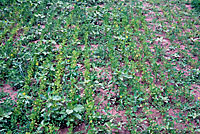 Figure 7. Alfalfa field infested with Aphanomyces euteiches. Note the abundance of weeds present due to lack of competition by s