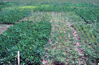 Figure 14. A demonstration of host specificity expressed by Aphanomyces euteiches. Field plot is infested with an alfalfa pathot