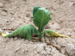 Figure 2. Symptoms of black shank on a young tobacco transplant. Note the wilting and yellowing of lower leaves.