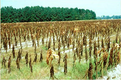 Figure 7. Total loss of a flue-cured tobacco crop to black shank.