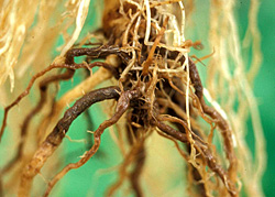 Figure 13. Extensive root necrosis caused by Phytophthora nicotianae.