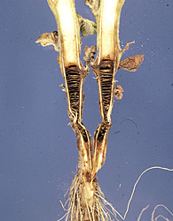 Figure 17. Disking of the pith caused by infection by Rhizoctonia solani. Notice the collapse of the stem that is not typical of