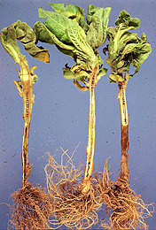 Figure 18. Symptoms of lightning injury on tobacco seedlings. Notice that the disking is not necrotic and it extends along the e