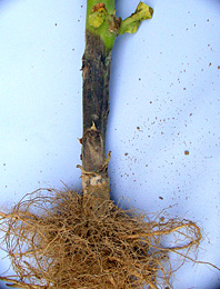 Figure 19. Stem infection by Phytophthora nicotianae. Note that roots remain healthy.