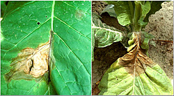Figure 21. Leaf lesions of the black shank disease. Note the colonization of the midrib (left) and growth from the leaf into the