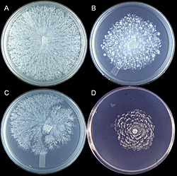 Figure 23. Varied colony morphologies of Phytophthora nicotianae grown on 5% carrot agar.