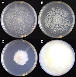 Figure 24. Colony morphology of an individual Phytophthora nicotianae isolate on different media. A. 5% V-8 juice agar. B. 5% ca