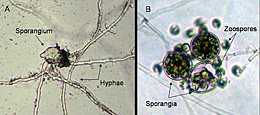 Figure 26. A. Direct germination of a Phytophthora nicotianae sporangium by means of hyphae. B. Indirect germination of Phytopht