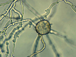 Figure 30. Phytophthora nicotianae chlamydospore germinating by the production of hyphae. Note the characteristic hyphae as show