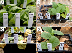 Figure 40. Races of Phytophthora nicotianae present in tobacco-growing regions of the US, can be identified based on a reaction 