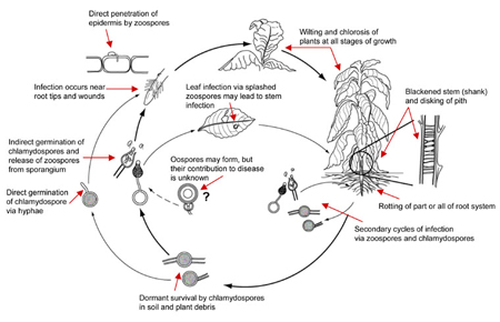 Disease Cycle