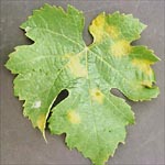 Figure 2. Lesions of downy mildew on grapevine leaves. The diffuse edge of the lesion gives it its characteristic oilspot appearance. (Courtesy G. Ash)