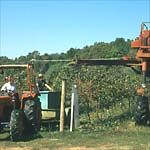 Figure 13. Harvesting of grapes using a mechanical harvester. (Courtesy G. Ash)