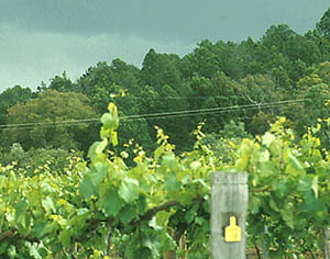A typical method of growing grapevines on a trellis system.