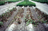 图1. 试验田里被杀菌剂处理过的植物(背景)和没有被处理过的植物(前景)。(D. Inglis提供, 无版权)
