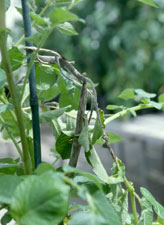 Figure 5. Sporulation by Phytophthora infestans on infected potato stems in a greenhouse setting. (Courtesy D.A. Johnson)