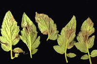 Figura 13. Esporulação (áreas brancas) na superfície de baixo de folhas de tomateiro com requeima (míldio, pt). (Cortesia J. P. Jones)