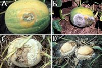 Figure 9. Fruit rot of processing pumpkin caused by Phytophthora capsici: (A) a lesion on a fruit; (B) fruit rot developed on the side contacting soil; (C) fruit rot as a result of falling an infected leaf on fruit; (D) severely infected and collapsed fruit. (Courtesy M. Babadoost)