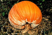 Figure 10. A jack-o-lantern pumpkin infected with Phytophthora capsici. (Courtesy M.T. McGrath)
