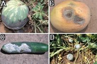 Figure 11. Fruit rot caused by Phytophthora capsici on cucurbit crops in commercial fields in Illinois: (A) watermelon; (B) muskmelon; (C) cucumber; (D) acorn squash.(Courtesy M. Babadoost)